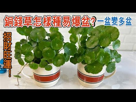 水耕銅錢草|銅錢草水耕：種植、保養與好處全解析